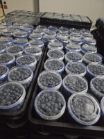 Sprzedam borówkę około 8 do 10 ton z własnej plantacji. Posiadam Globalgap. Zapraszam do współpracy.