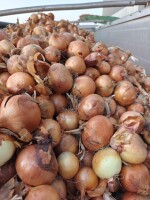 Cebula ŻÓŁTA i CZERWONA na obieranie, 50mm+, 65%6+, fazor, zdrowa, twarda, czysta, import.  Ostatnie 15 aut. Www.river-onions.nl