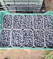 Sprzedam borówkę amerykańską, odmiana Chandler. Owoce są duże i smaczne. Minimalna ilość 100kg. Proszę o kontakt telefoniczny