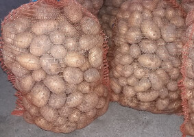 odmiana Lord 0,67pln/kg, sprzedawane w workach po 15kg