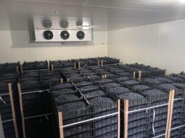Plantacja Borówki Amerykańskiej – sprzedaż hurtowa 
Oferujemy wysokiej jakości borówkę z certyfikowanej Integrowanej Produkcji. Wszystkie owoce są ręc