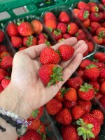 Sprzedam truskawkę z uprawy tunelowej. Hademar 1000 kg
Karima 1000 kg
Możliwa dostawa