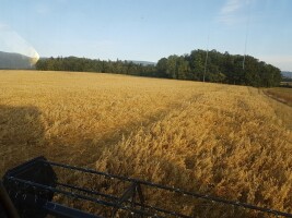 Posiadam na sprzedaż Owies Bezłuskowy Ekologiczny 100% bezglutenowy 120ton Nowy zbiór 2026