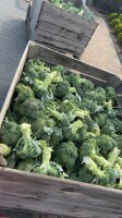 Sprzedam Brokuła 500g+. Cięty codziennie i  chłodzony