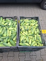 Sprzedam ogórka gruntowego w dużych ilościach odmiana atomic