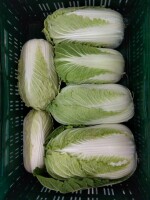 Kapusta pekińska 0,7-2,5kg zdrowa bez szkodników