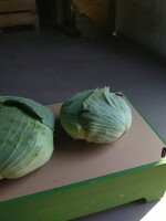 Witam sprzedam kapustę gołąbkową odmiany callawey waga od 1kg do 3.5 kg