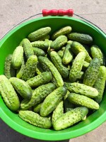 Sprzedam ogórka śremskiego ekologicznego i naturalnego .Oraz świeży koperek i czosnek.Zainteresowanych zapraszam do kontaktu