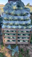 Sprzedam kapustę młodą na kg 2+. Ładna bez robaka jakość market.
