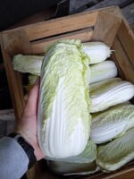 Sprzedam kapustę pekińską 400-550 gram. Zapraszam wtorek po południu.