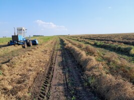 Sprzedam groch siewny zbierany 2 etapowo drobny ok.25 ton.