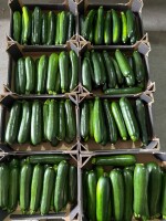 Sprzedam cukinie zefiros codziennie zbierana 3-5 ton dziennie