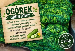 Sprzedam ogórka gruntowego odmiana Octopus, zrywamy na bieżąco. Dwa sorty drobny i sałatkowy.