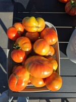 Pomidory malinowy i rzymski. Duża ilość. Karton 5kg. Możliwy dowóz.