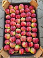 Sprzedam Paulared 6,5+