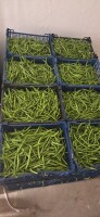 sprzedam ok 500 kg fasolki szparagowej zielonej