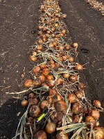 Sprzedam cebulę odmiana takstar, ilość 100 ton