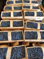 Sprzedam drobna borówkę, twarda bez popsutych 500-1000 kg