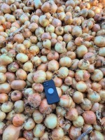 Sprzedam cebule na obieranie  z nowych zbiorów , import Holandia większość cebul bez łuski ,bardzo mały odpad po obraniu , kaliber 6-10 cena z transpo