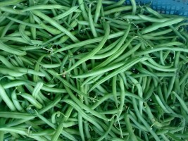 Sprzedam jutro około 600/700 kg zielonej fasolki towar ładny czysty