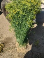 Sprzedam koper do kiszenia ogórków oraz na zestawy. Duże ilości.