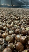 OFERUJEMY DO SPRZEDAŻY CEBULĘ ŻÓŁTĄ I CZERWONĄ (poch Holandia) LUZ LUB BIG BAG DOSTAWY CAŁOSAMOCHODOWE BEZPOŚREDNIO DO KLIENTA