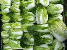 Sprzedam kapustę pekińską kaliber od 1 kg do max 2.20 kg