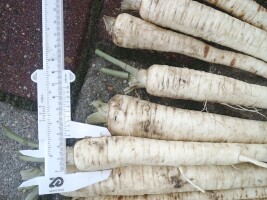 Sprzedam pietruszkę prosto z pola kopaną za nać odmiana arctica. Zapraszam do kontaktu