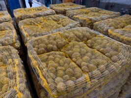 ziemniaki Colomba kaliber 45/50/55/60+ pakowane w worki szyte 5/10/15 kg lub big bagi. Bardzo dobry stosunek ceny do ilości. Duże ilości. Możliwa stał