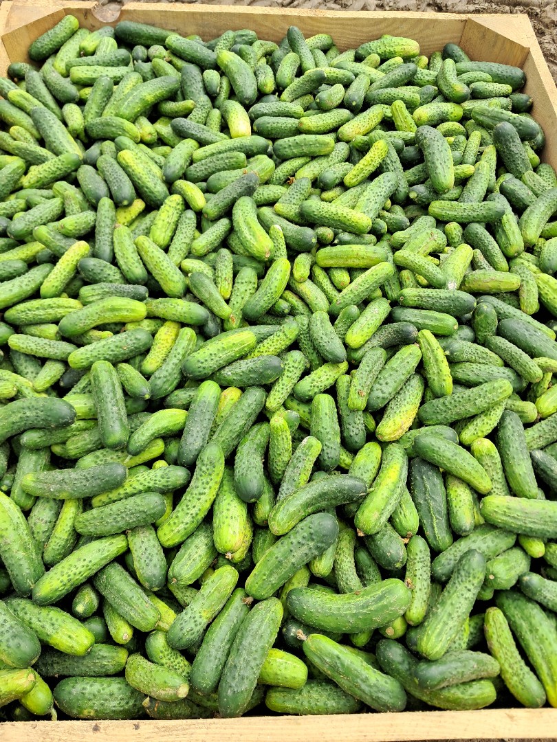 zdjecie-1