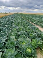 Witam sprzedam kapustę głowiastą główki czyste,zdrowe bez robaka odmiany holenderskie