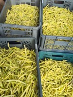Sprzedam fasolę szparagowa ilość około 200 kg