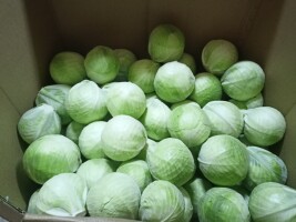 Sprzedam paletowe ilości kapusty białej 1-3,5kg. 1-2,5kg. Kartonbox, eps, mały karton. Odmiany twarde bez szkodników.