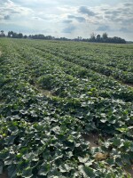 Sprzedam ogórki allianz 6-12 plus inne sorty sałata krzywe