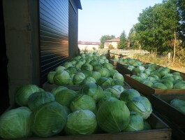 Sprzedam kapustę białą 3-5kg Czysta zdrowa bez robaka.
Ilości całosachodowe.
