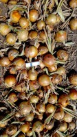 Sprzedam cebule z siewu wiosennego piękna łuska kaliber 5 - 9 luz worek gotowa do zbioru