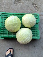 Sprzedam kapustę białą kaliber 1.5-4 kg około 20 ton