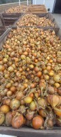 Sprzedam cebulę z dymki odmiany herkules kal 4-8.  Pakowane do uzgodnienia
