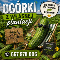 Sprzedam ogórek gruntowy Octopus idealne do kiszenia kiszenia . Ilość okolo 2 ton dziennie. Sorty do ustalenia . Zapraszam do współpracy.