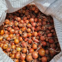 Sprzedam cebulę z dymki bardzo ładna łuska  Kaliber 50-100 
Możliwość spakowania w big bag lub luz