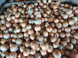 Sprzedam cebulę żółta z siewu WIOSENNEGO. Kaliber 4.5-7 Okolo 5 ton. Cebula po maszynie. Luz.