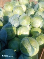Sprzedam kapustę białą, jakość marketowa, waga 1,5-3,2 kg. Czysta, zdrowa. Luz lub kartonbox, tel. 693098868