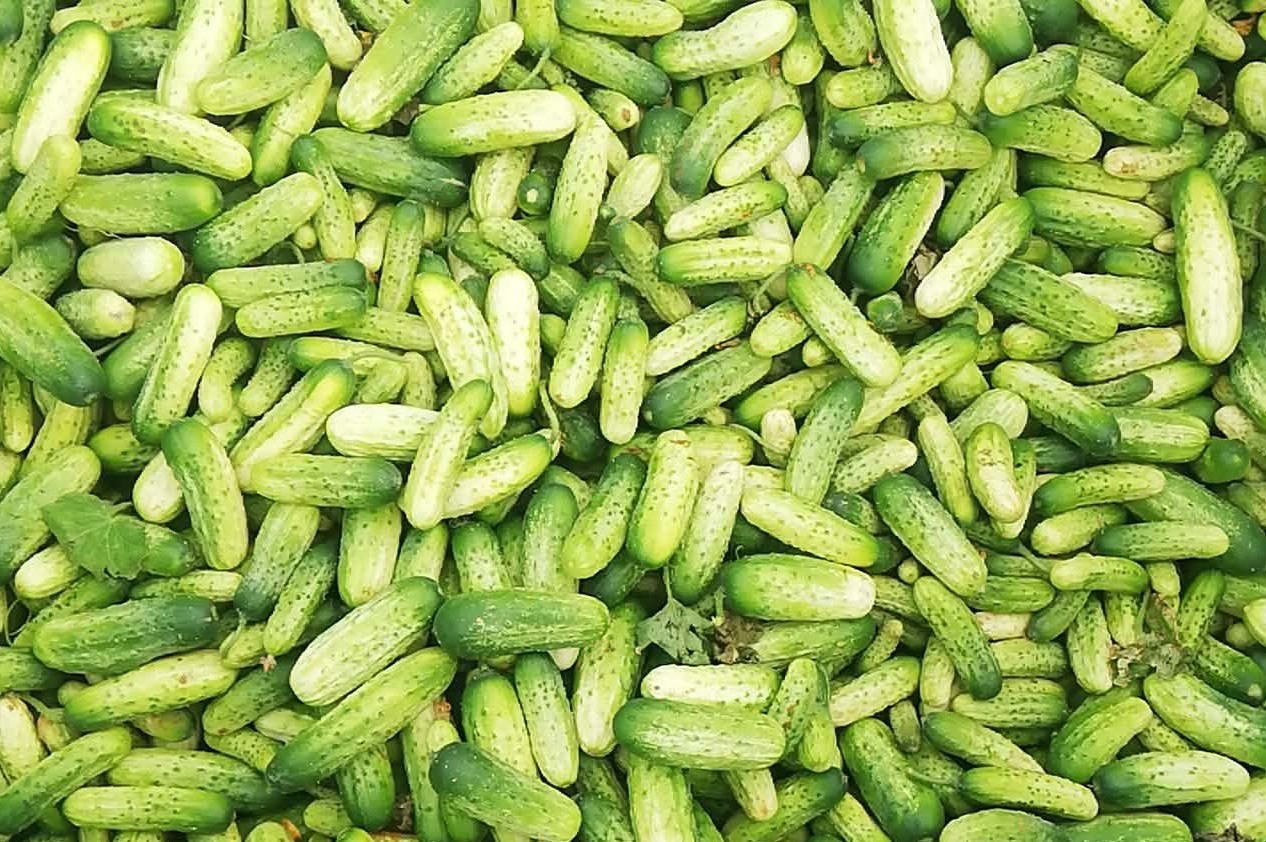 zdjecie-1