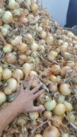 Cebula ŻÓŁTA dymka do obierania i pakowania, luz,niesort, import, 65%6+, co tydzień nowe oferty ,dostępne cały rok ,dostawy cała polska. Www.river-oni