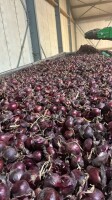 Cebula czerwona zeszłoroczna do obierania i pakowania, luz,niesort, import, 70%6+, co tydzień nowe oferty ,dostępne cały rok ,dostawy cała polska. Www
