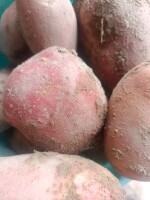 Sprzedam ziemniaki Bella rosa i Redsonia w ilości 40 ton