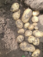 Sprzedam ziemniaki Soraya z jasnej ziemi, duze ilości. Opakowanie luz lub big bag.