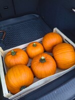 Sprzedam dynię zwykłą halloween. Ilości paletowe.