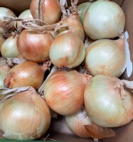 Polfarm sprzeda młodą cebule, wysuszona z przechowalni Sortowana, niesortowana. Kaliber i opakowanie do ustalenia