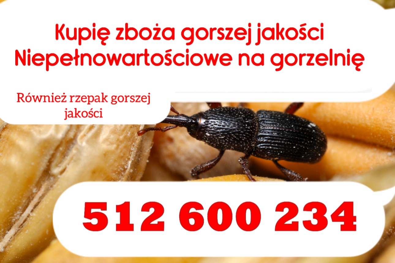 zdjecie-1